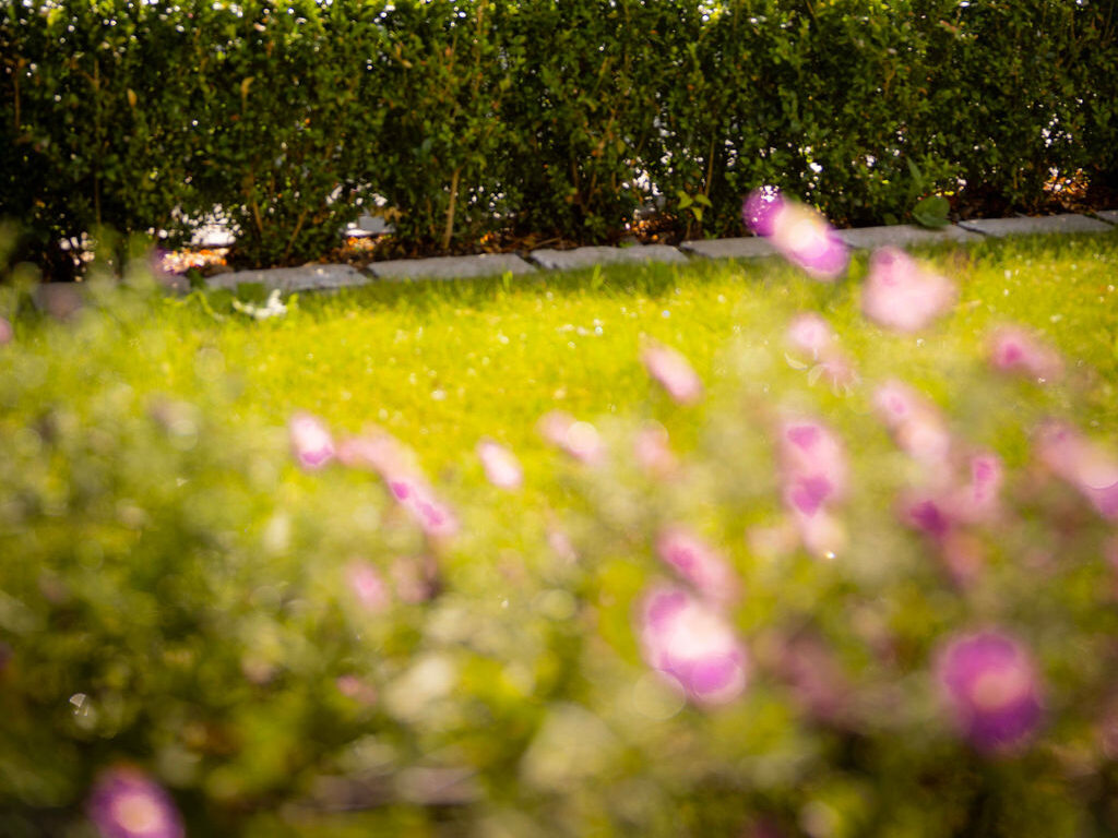 Charming garden with wrought-iron chairs, table, lush greenery, and pink blooms, inviting relaxation in our hotel courtyard.